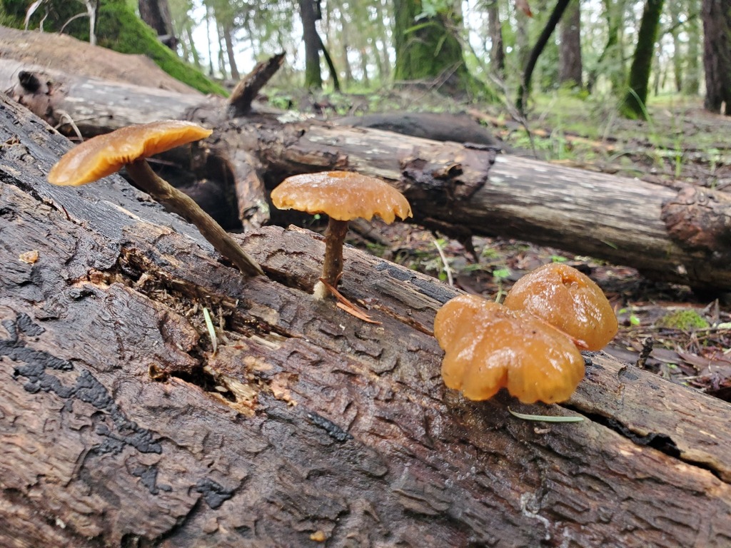 Galerina marginata · January 2026 · photo: © arlenedevitt (iNaturalist, cc-by)