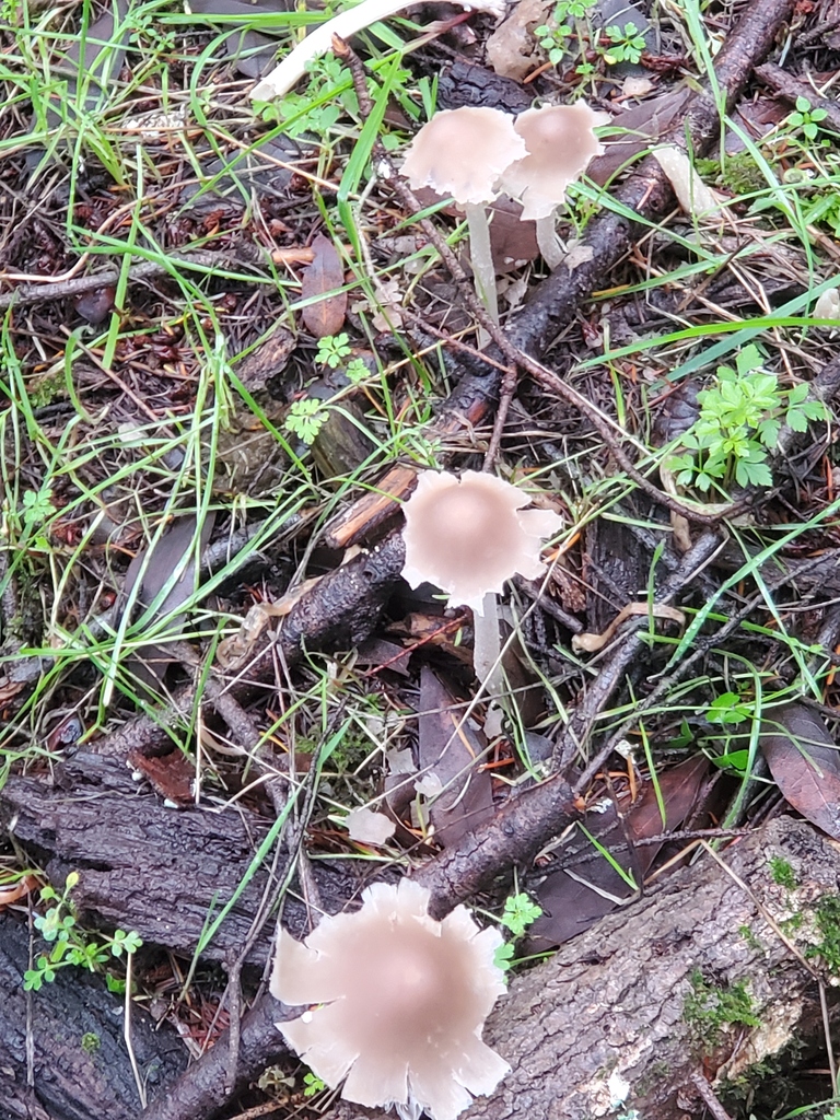 Psathyrella longipes · January 2026 · photo: © arlenedevitt (iNaturalist, cc-by)