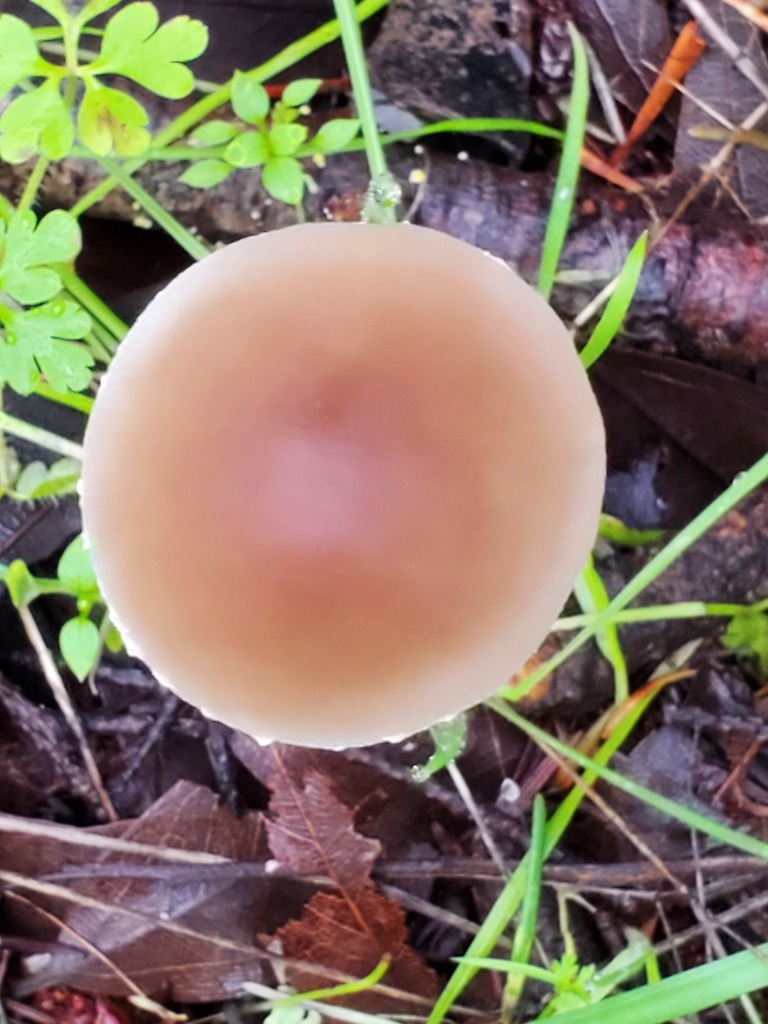 Psathyrella longipes · January 2026 · photo: © arlenedevitt (iNaturalist, cc-by)