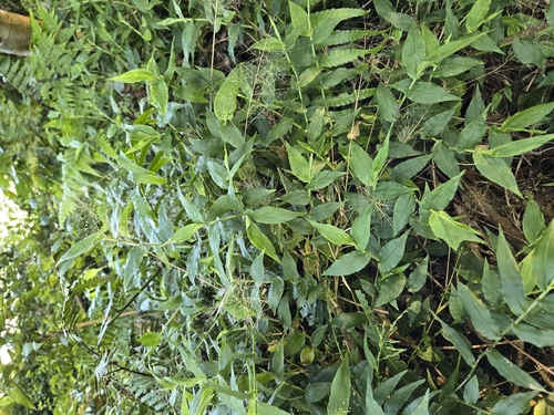 Panicum brevifolium (Panicum brevifolium)