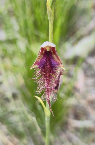 Late Bearded Orchid (Calochilus gracillimus)