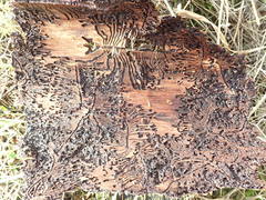 Pityogenes chalcographus