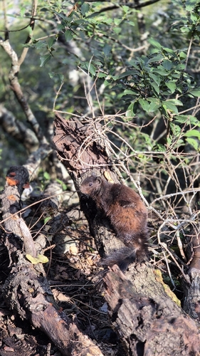 Ardillón de Rocas observed by elsahdzrdz