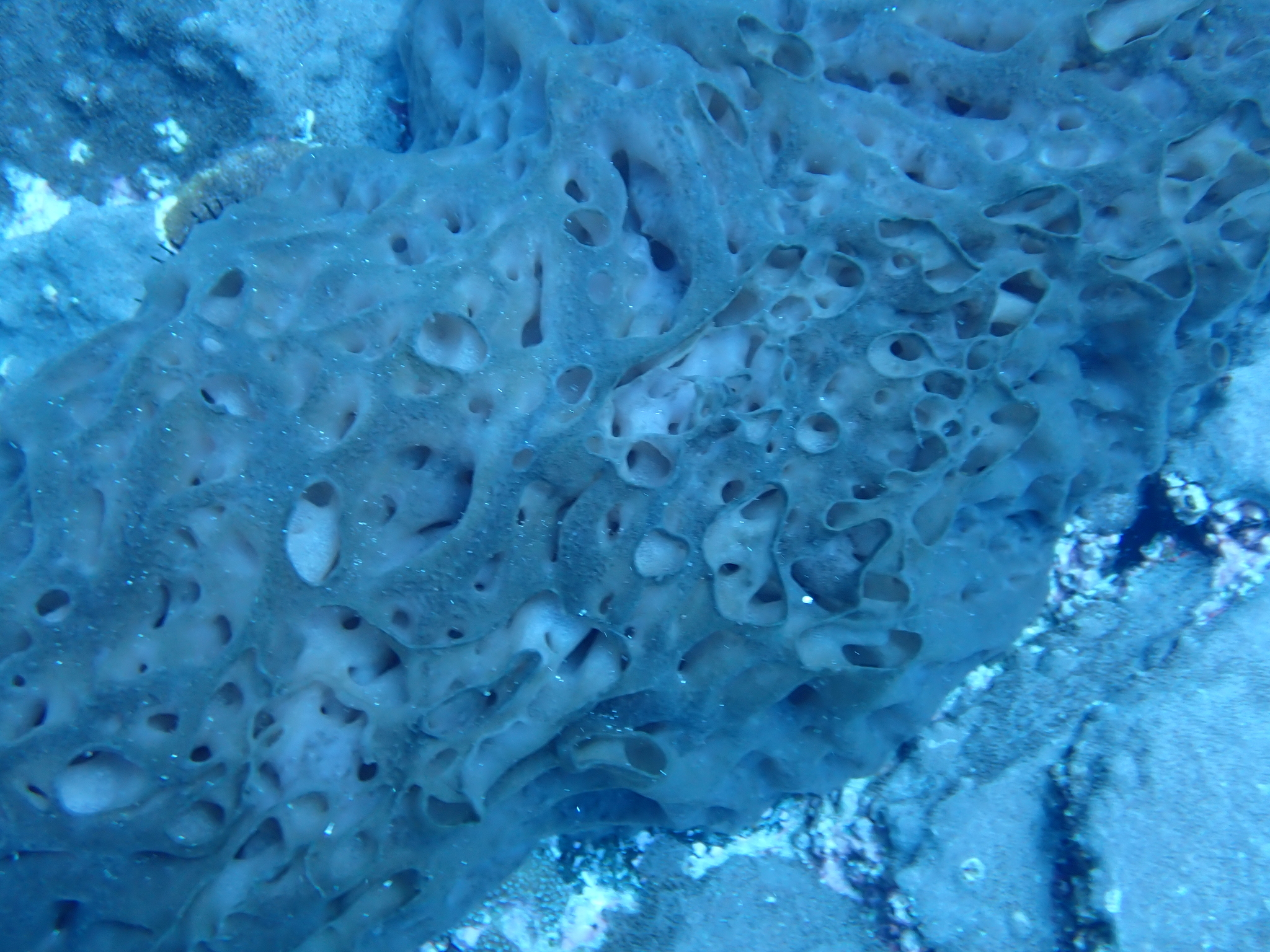 Hypodistoma mirabile (Kott, 1972)