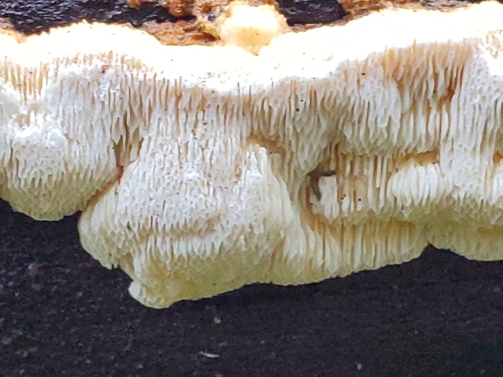 Fomitopsis madronae · January 2026 · photo: © arlenedevitt (iNaturalist, cc-by)
