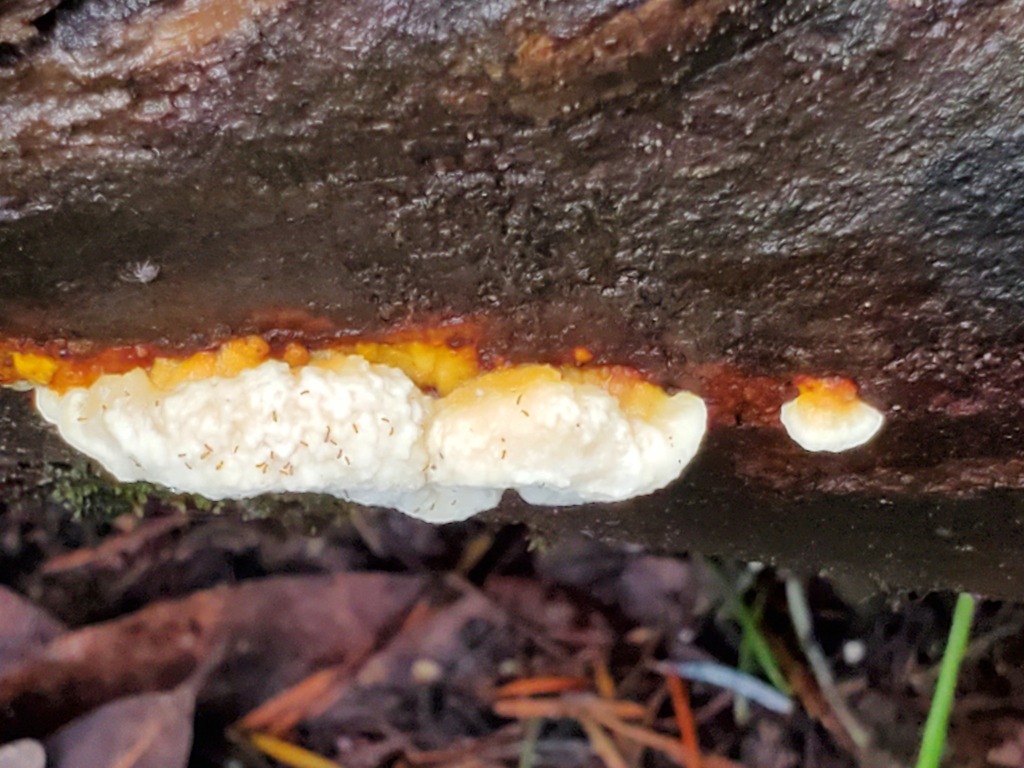 Fomitopsis madronae · January 2026 · photo: © arlenedevitt (iNaturalist, cc-by)