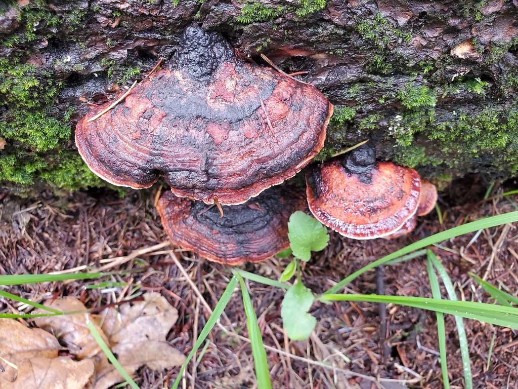 Fomitopsis cajanderi · January 2026 · photo: © arlenedevitt (iNaturalist, cc-by)