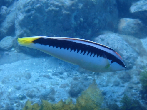 Comb wrasse (Coris picta) — Labridae — 3