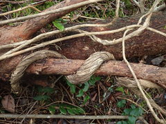 Lonicera hispidula