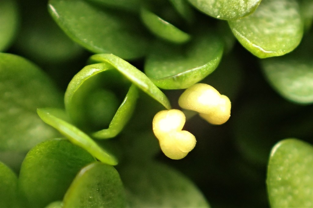 Antarctic water-starwort