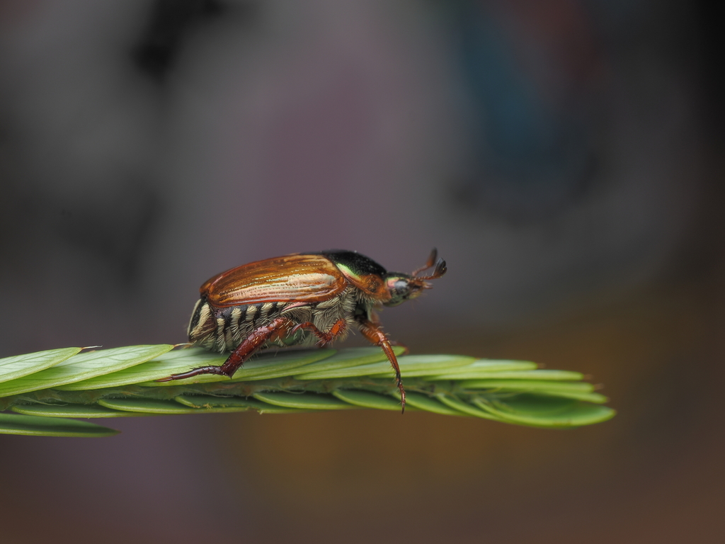 Popillia lewisi