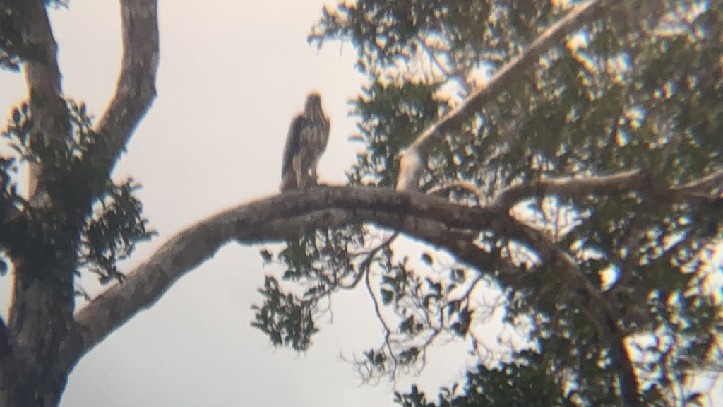 Changeable Hawk-Eagle (Nisaetus cirrhatus)