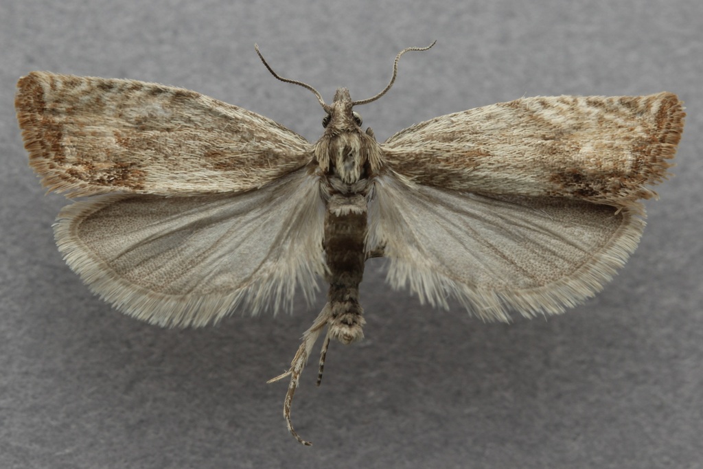 Eucosma indeterminana