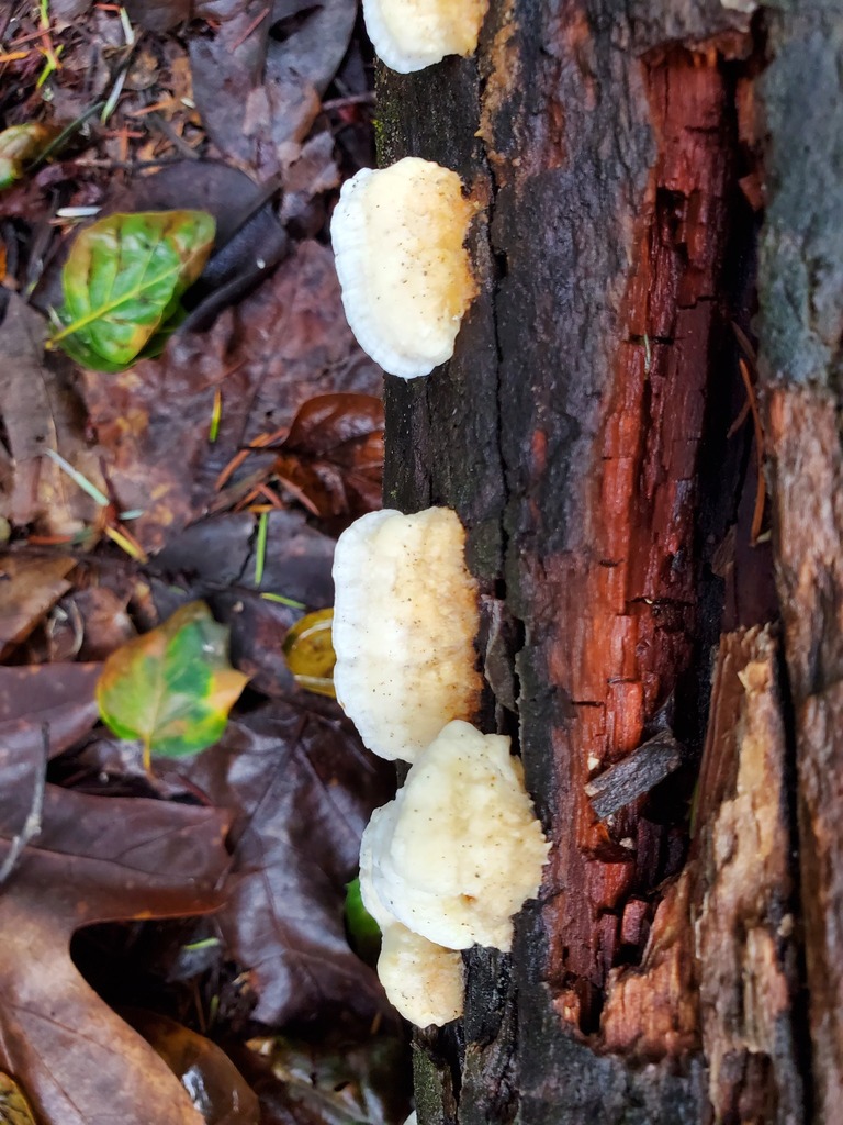 Fomitopsis madronae · January 2026 · photo: © arlenedevitt (iNaturalist, cc-by)