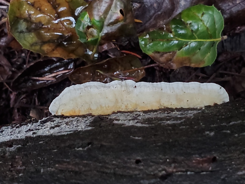 Fomitopsis madronae · January 2026 · photo: © arlenedevitt (iNaturalist, cc-by)