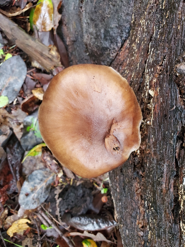 Pluteus exilis · January 2026 · photo: © arlenedevitt (iNaturalist, cc-by)