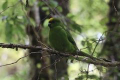 Cyanoramphus auriceps