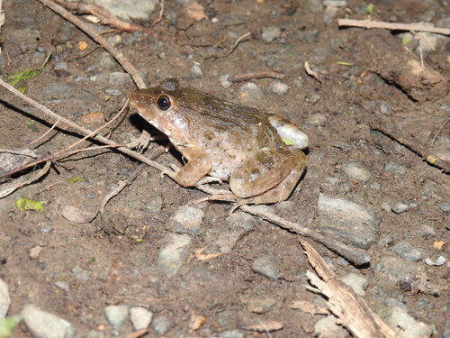 Fejervarya cancrivora