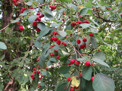 Rosaceae