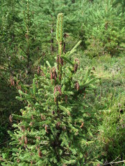 Sirococcus conigenus