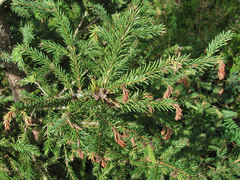 Sirococcus conigenus