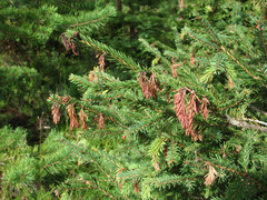 Sirococcus conigenus