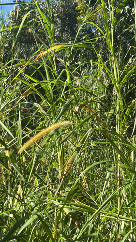 Cenchrus purpureus observed 2026-01-13