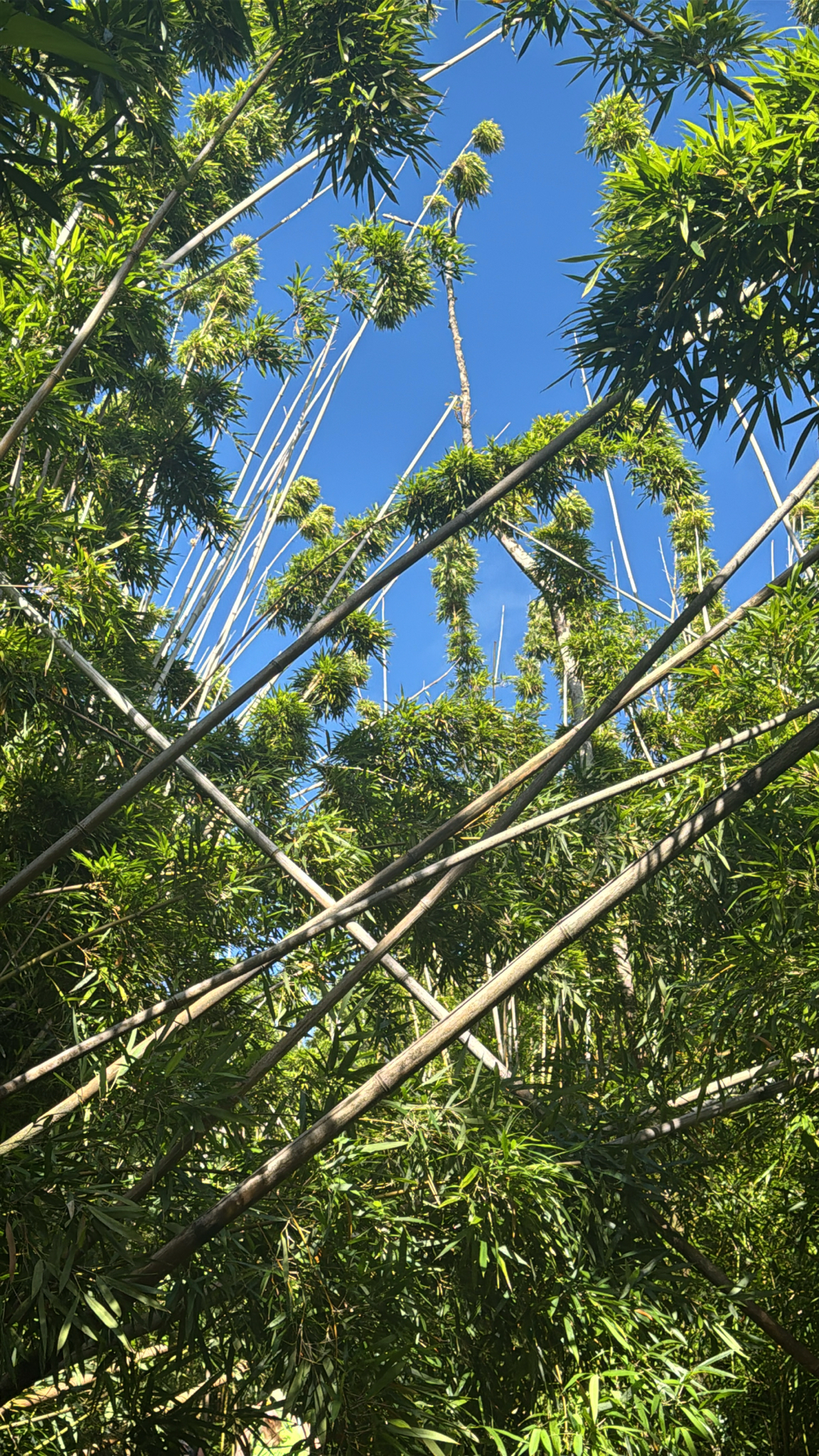 Black bamboo