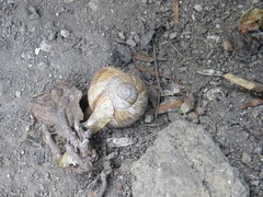 Helix pomatia