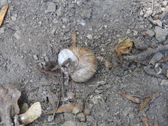 Helix pomatia