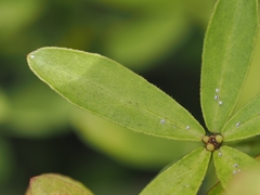 Pittosporum pimeleoides