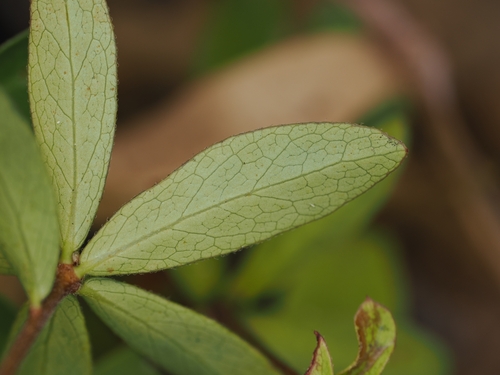 Pittosporum pimeleoides, photograph 1