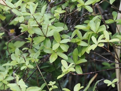 (c) Angus Campbell, some rights reserved (CC BY) Pittosporum pimeleoides, photograph (c) Angus Campbell, some rights reserved (CC BY)