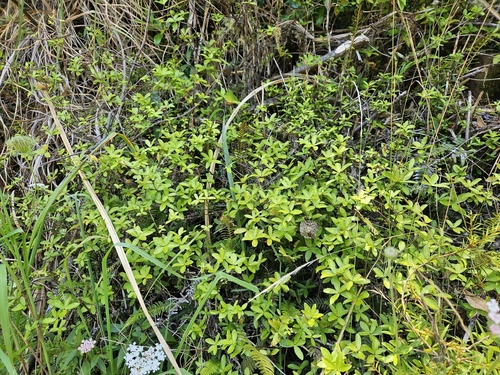 Pittosporum pimeleoides, photograph 3