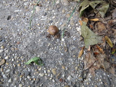 Helix pomatia