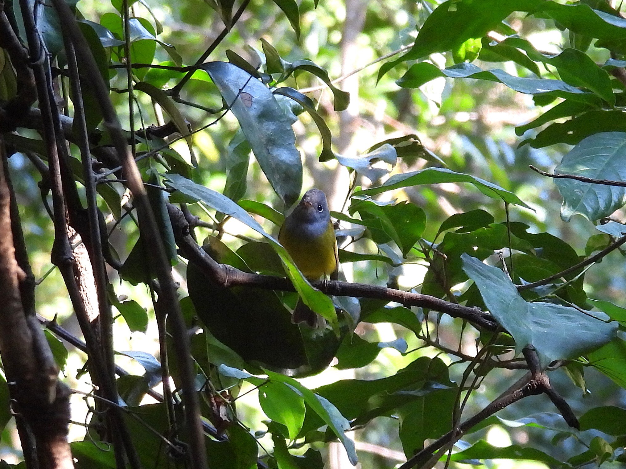 Grey-headed Canary-flycatcher (Culicicapa ceylonensis), photo 5