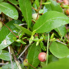 Salix myrtillifolia