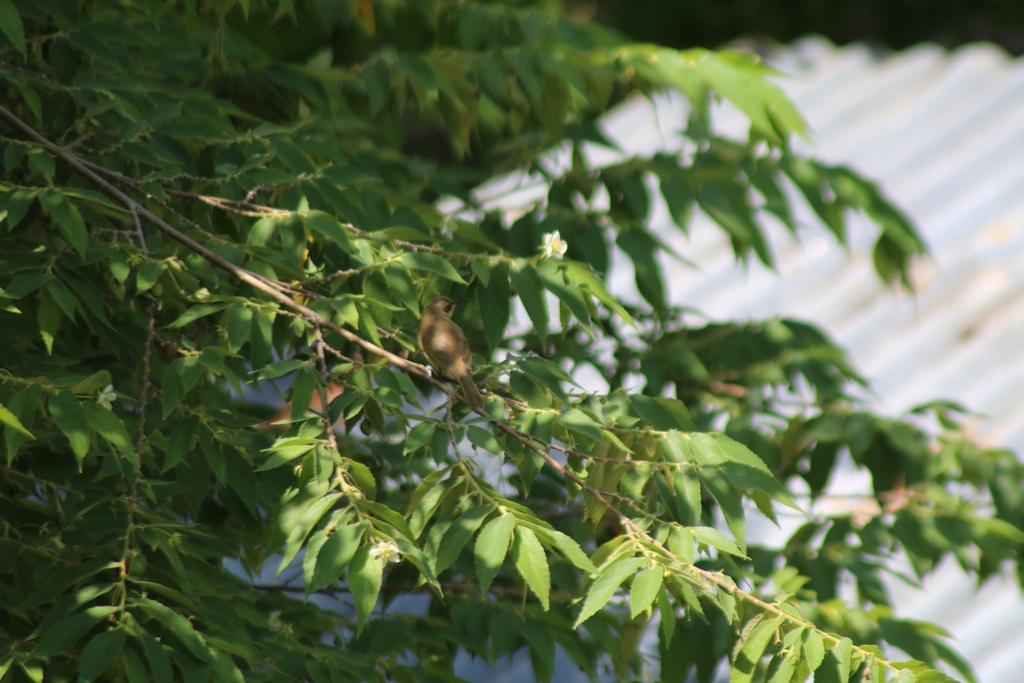 Brown Honeyeater (Lichmera indistincta)