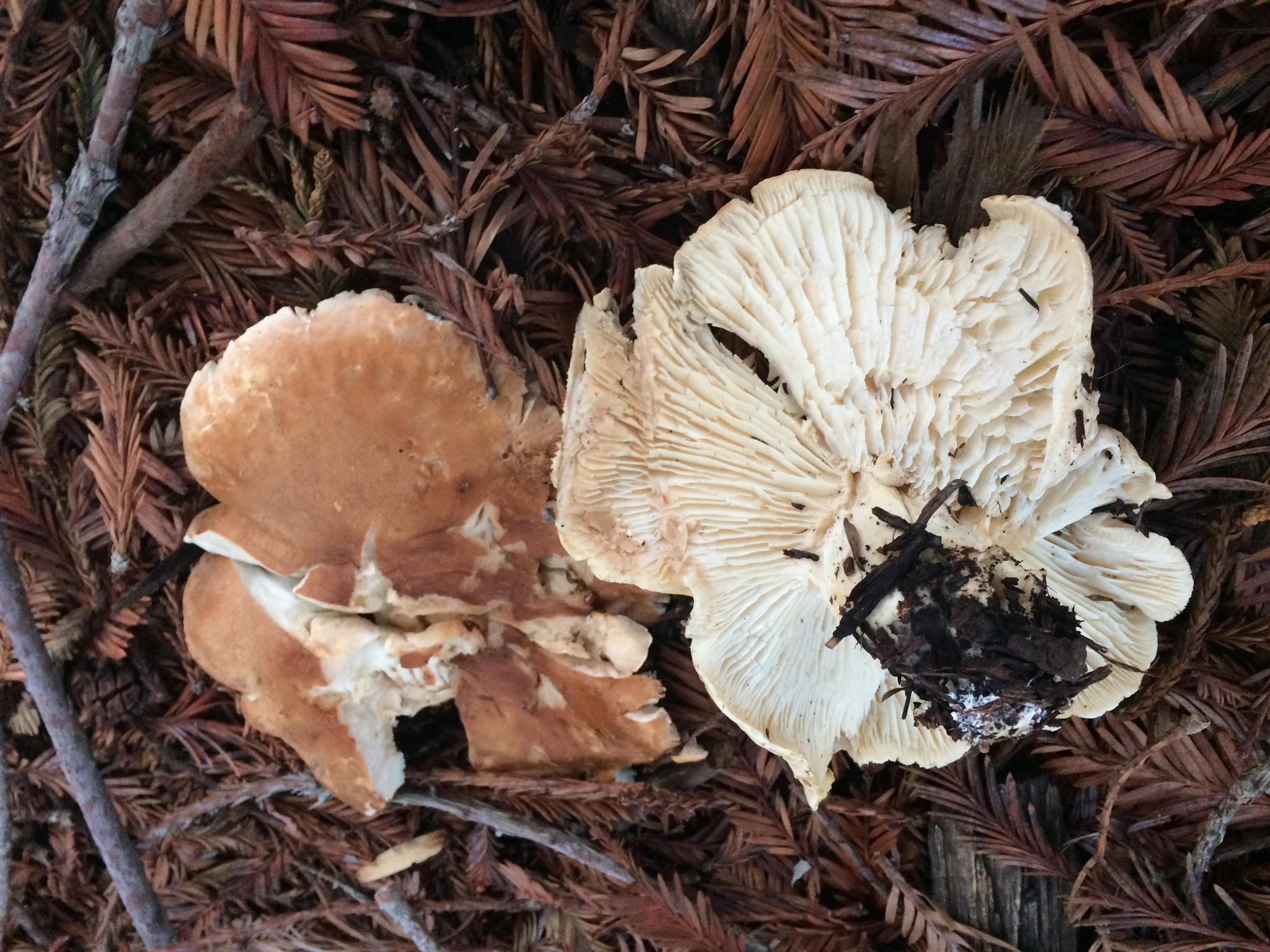 Leucopaxillus gentianeus image