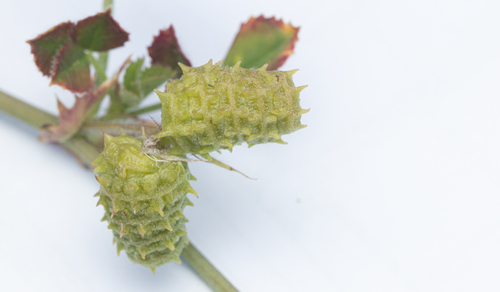 Medicago truncatula iNat (1)