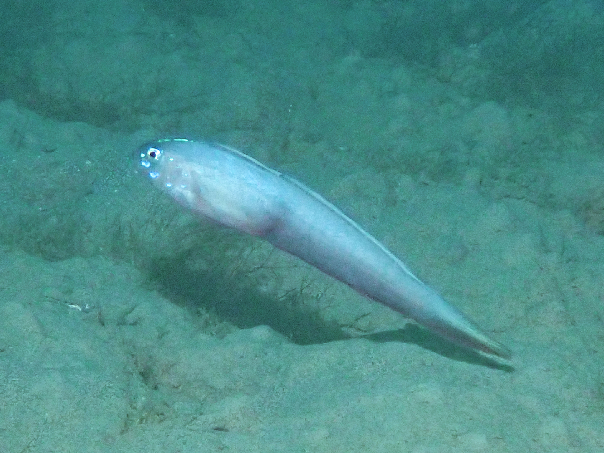 Robust Ribbongoby photo 4