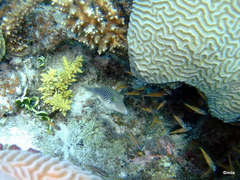 Canthigaster margaritata