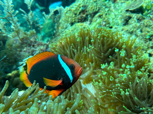 Blackback anemonefish (Amphiprion frenatus) — Pomacentridae — 2