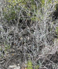 Bupleurum fruticescens