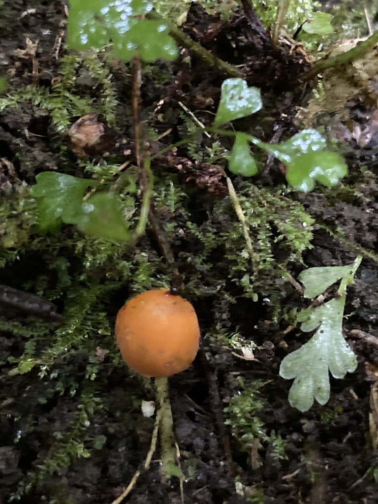 Macrocystidia reducta · January 2026 · photo: © jack12347 (iNaturalist, cc0)