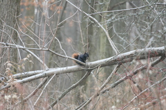 Sciurus carolinensis