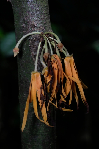 Polyalthia cauliflora observed 2026-01-02