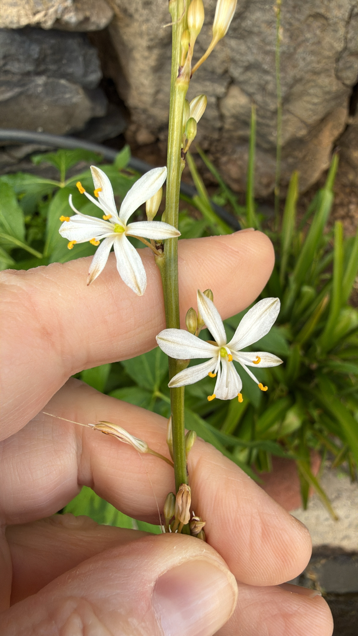 Chlorophytum comosum