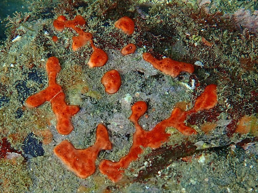 Polysyncraton lacazei (Giard, 1872)