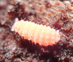 Bilobella braunerae